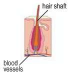 hair-shaft